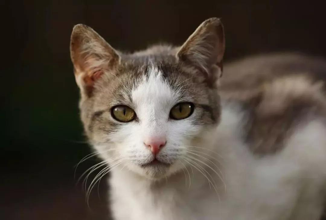 猫咪有皮肤病怎么治疗,猫咪得了皮肤病怎么治