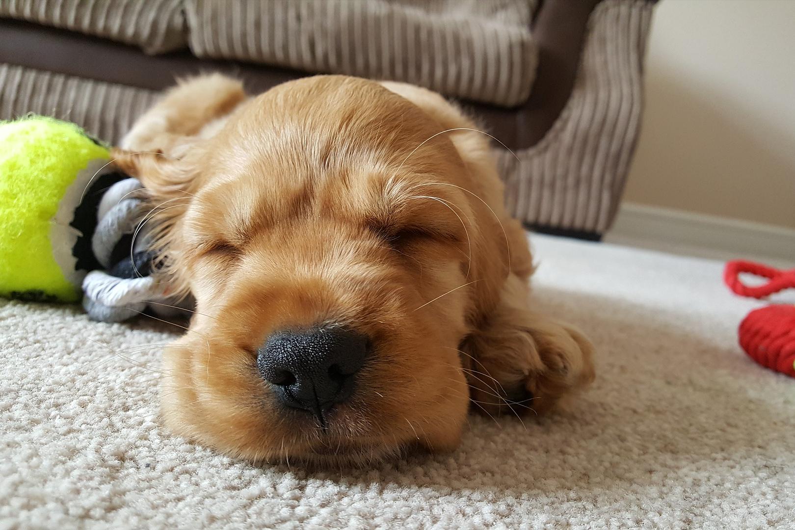 狗狗竟然也会来大姨妈，这7件事铲屎官一定要注意