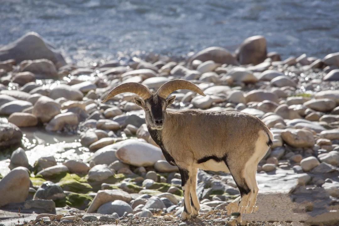 四川到西藏自驾游路线地图,四川到西藏自驾游最佳路线