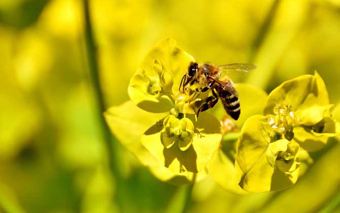 被蜜蜂蛰了肿了一大块硬硬的,被蜜蜂蛰了用什么药