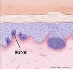 烟酰胺美白身体乳长毛吗,烟酰胺美白作用真的吗