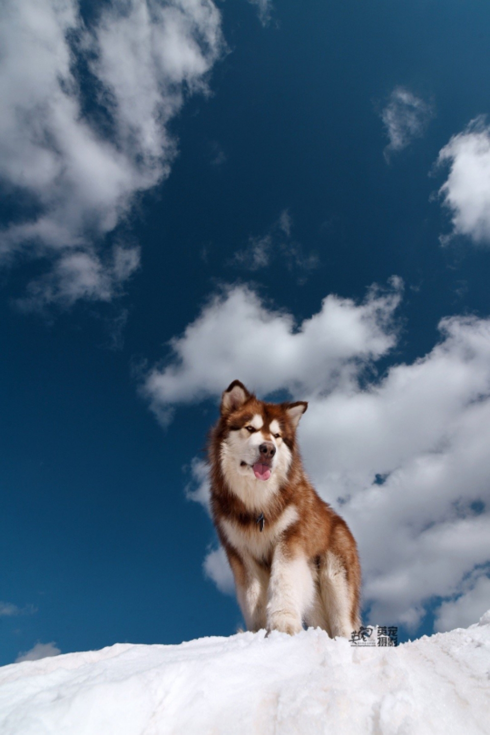 今日萌图,仓鼠身上长了疑似肿瘤的东西