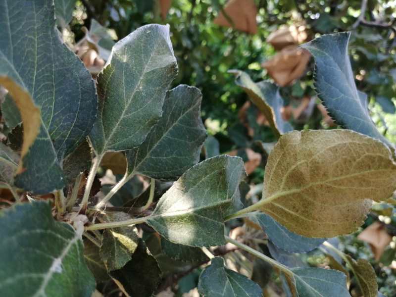 二斑叶螨的防治及抗药性研究进展,二斑叶螨的最佳治疗方法