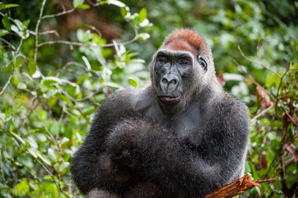 野人49.谁在乾坤山*窥偷**我？齐莽正感觉难受时山上滚下了石头