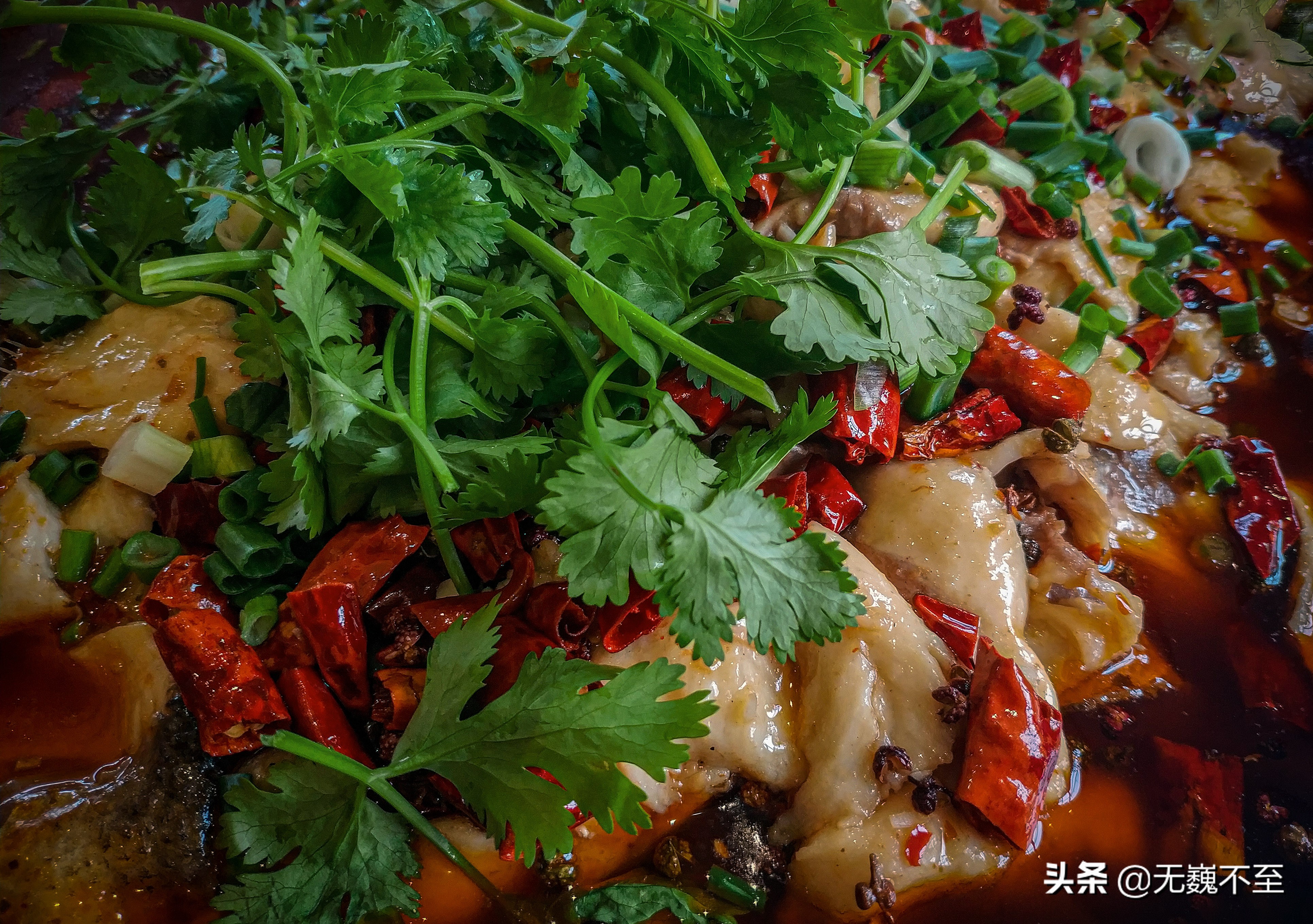 四川雅安牛碾坪万亩观光茶园绿道,雅安旅游景点十大排行榜牛背山