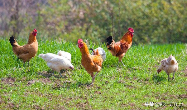 在农村散养鸡有什么讲究,农村散养鸡介绍
