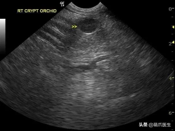 养了一年的母猫居然是公的,养了一年的猫才发现居然是母的