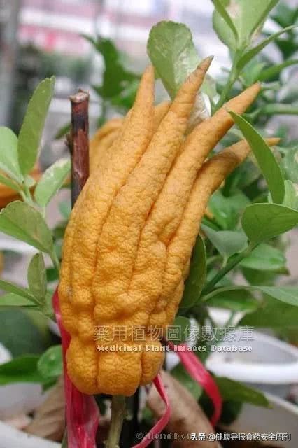 佛手香橼的功效与作用,中药佛手图片