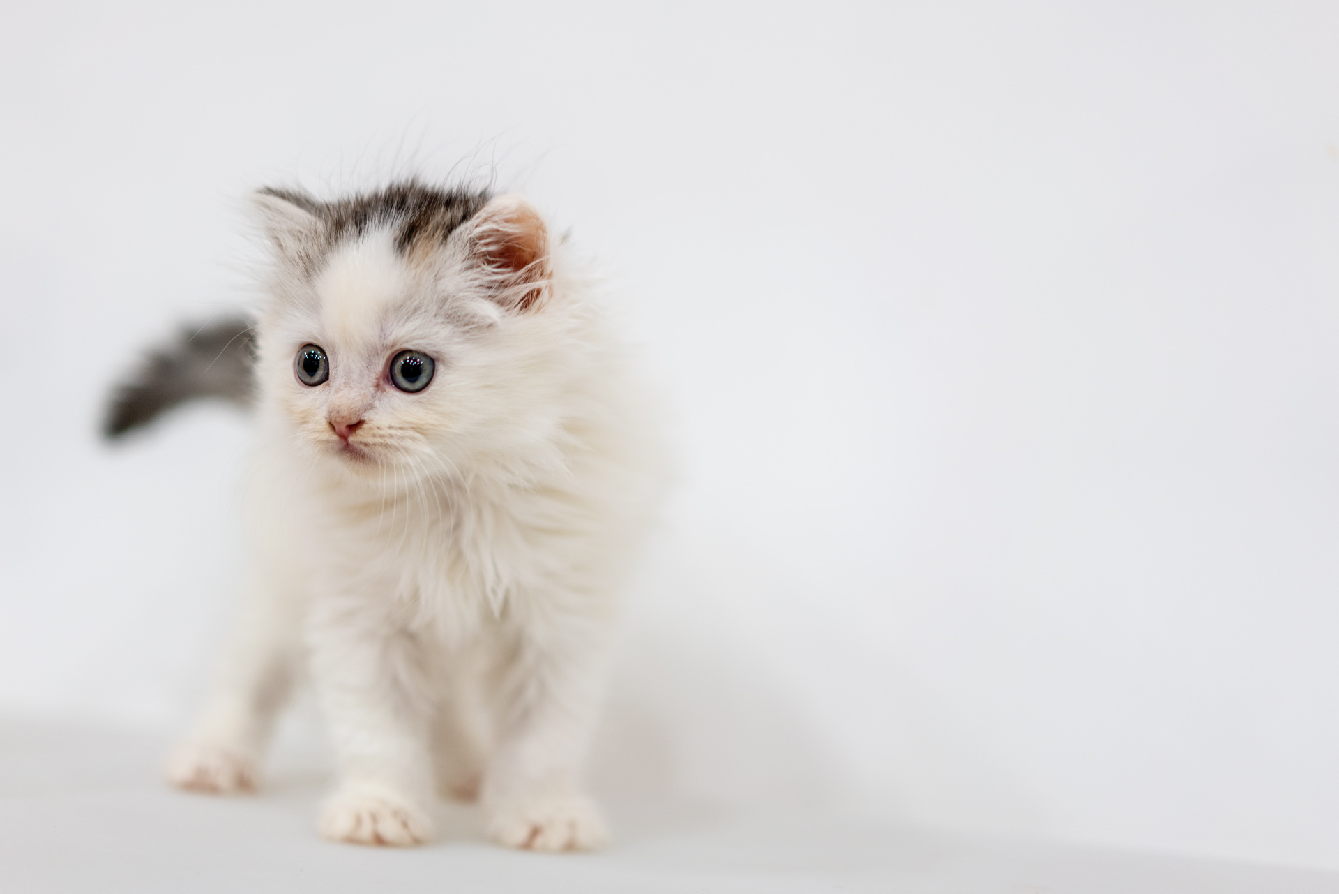 Sonnar（索纳）眼中的猫——索尼SonnarT*FE55mmF1.8ZA实拍体验