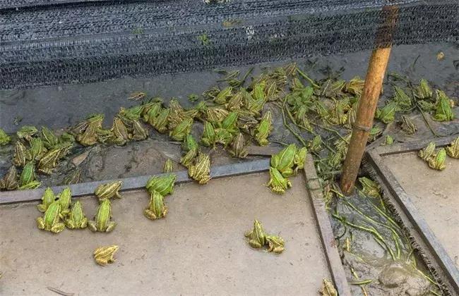 牛蛙养殖防寄生虫非常严格,牛蛙养殖该怎么预防肠炎跟歪头