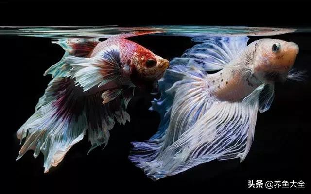 鱼缸观赏鱼哪个最好养,最好养的十种观赏鱼
