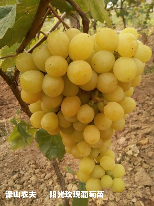 氮、磷、钾—对果树大樱桃的重要性,你用对了吗?