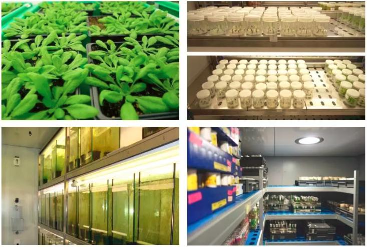 植物生长箱的应用,植物生长箱选择