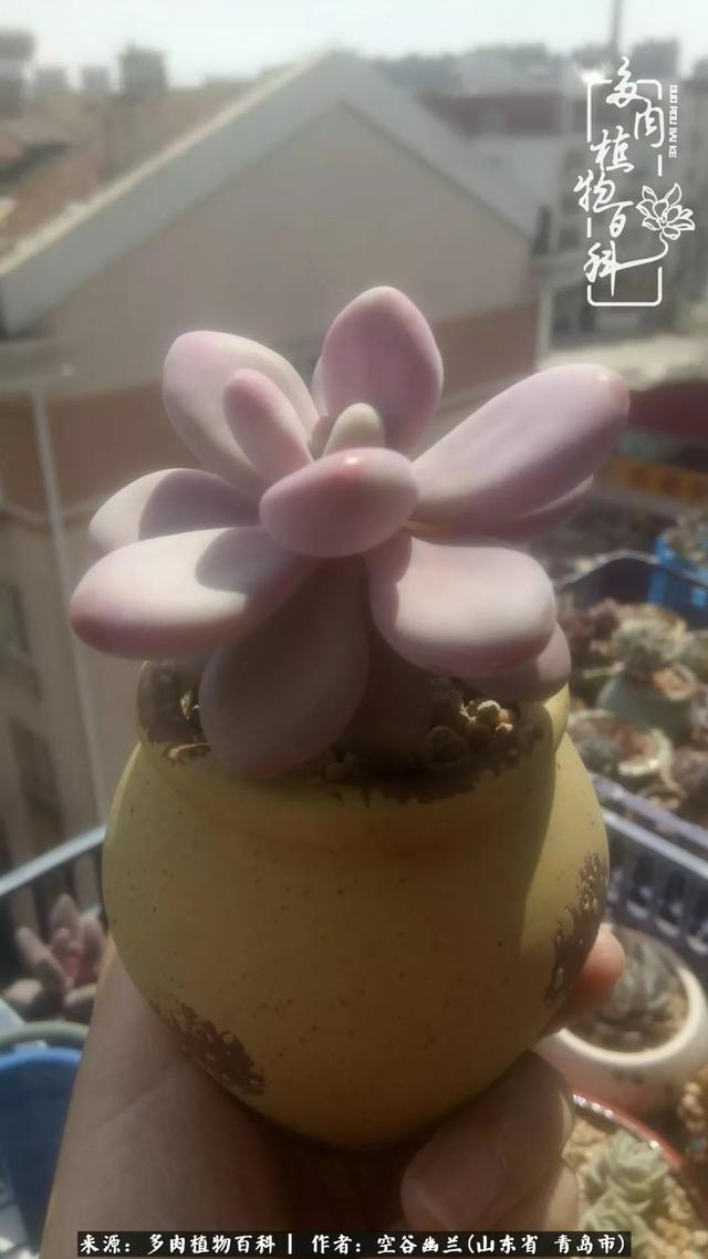 多肉最美的时光,多肉惊艳我的时光