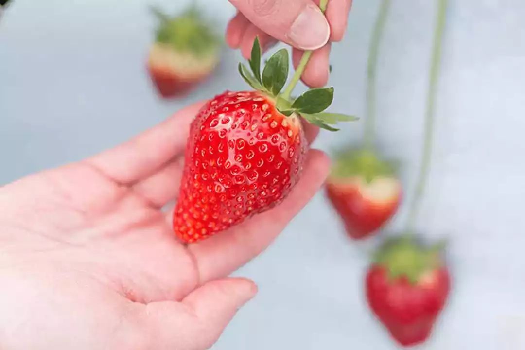 行乐携熊本市政府，又送来新年重磅福利团，仅招募1人