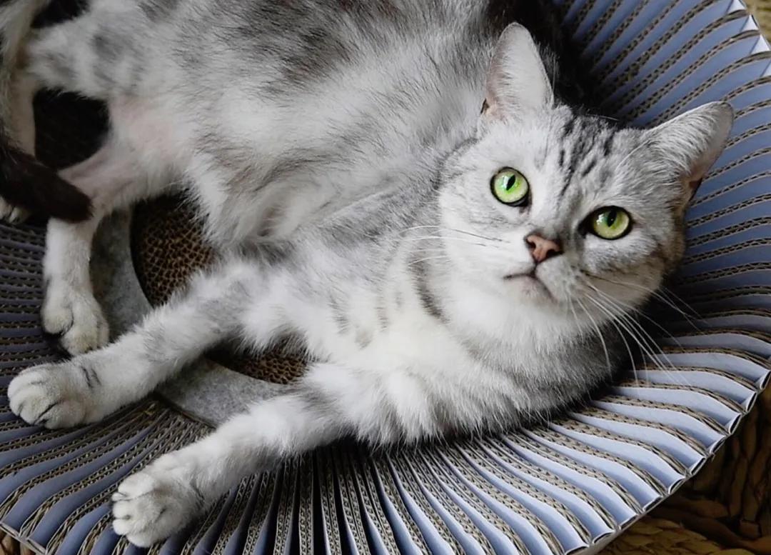 未来5年宠物智能产品,宠物产品logo设计