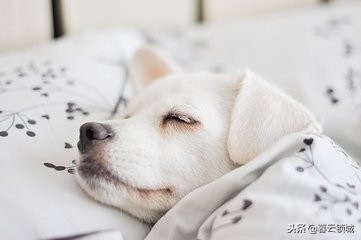 猫狗咬伤急救常识视频,东莞猫狗咬伤观察法