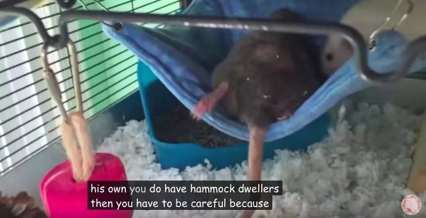 这才是撸猫正确的方式,撸猫不如撸狗