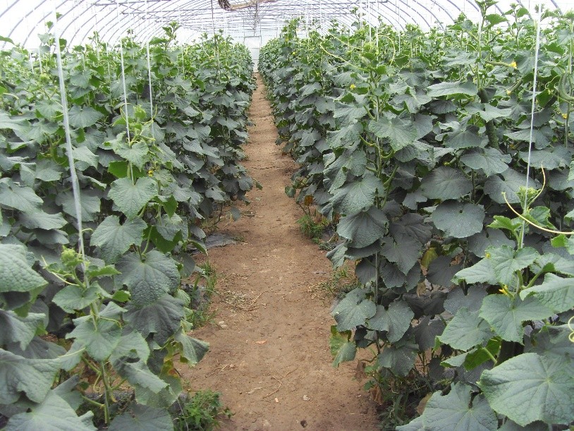 现在大棚黄瓜如何管理,大棚黄瓜怎样管理