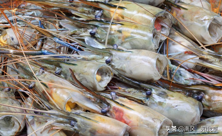 吃虾子是要虾头好还是不要虾头好,为什么有人吃虾不剥壳