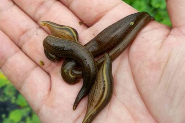 野生水蛭有什么危害,养殖的水蛭会吸人血吗