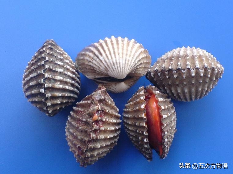 87年上海甲肝流行原因,上海毛蚶体内的甲肝病毒来源