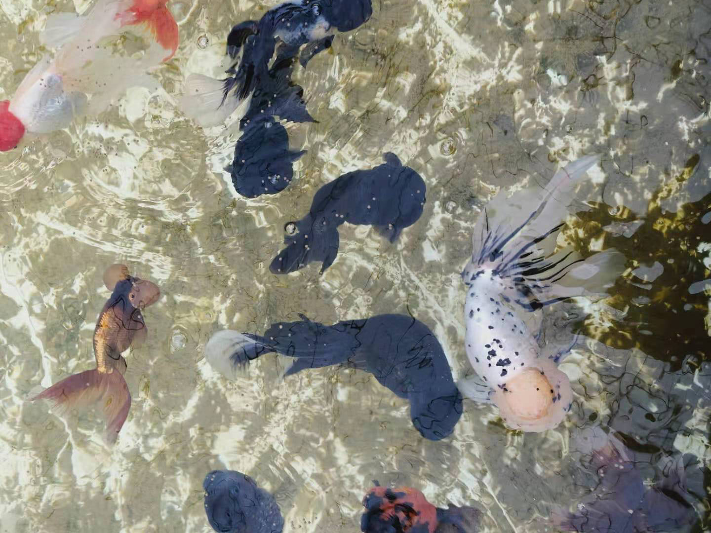 金鱼病了水里放什么可以杀菌,金鱼生病后鱼缸怎么处理