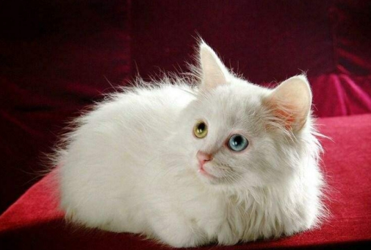 猫咪口吐白沫怎么办？呕吐正常吗？铲屎官必须知道这些养猫常识