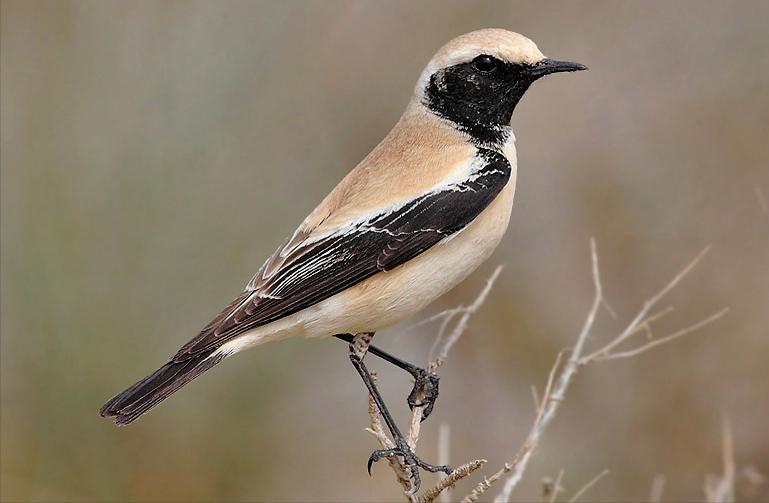 东江揽胜,惠州淡水常见鸟类图谱