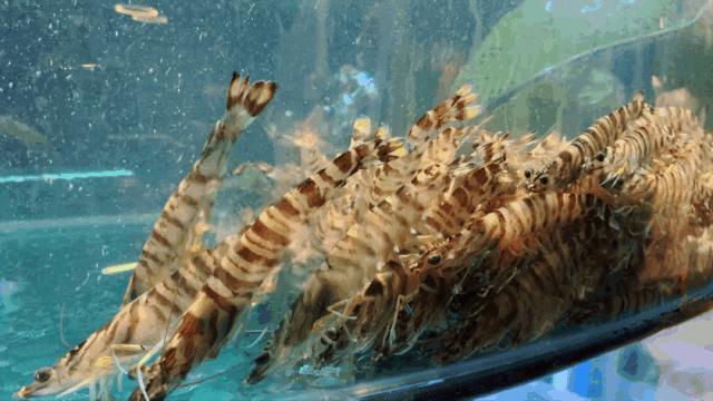 兰州好吃又实惠的海鲜,兰州值得推荐海鲜店