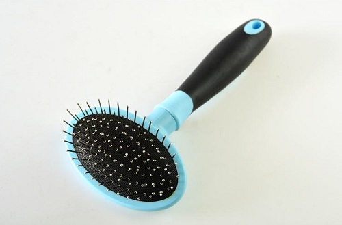 泰迪狗掉大牙齿怎么办,泰迪狗糖尿病掉毛如何处理