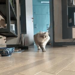 喵界的“荒野猎人”,被人误会多年,其实它才是俄罗斯的国猫