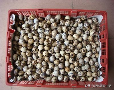 鹌鹑养殖投资计算,鹌鹑的养殖成本及利润率是多少呢