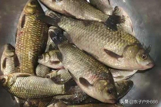 麝香钓鱼怎么搭配,冬季钓鲫鱼麝香好还是果香好