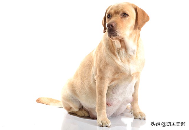 拉布拉多怀孕征兆图片大全,拉布拉多怀孕有什么症状