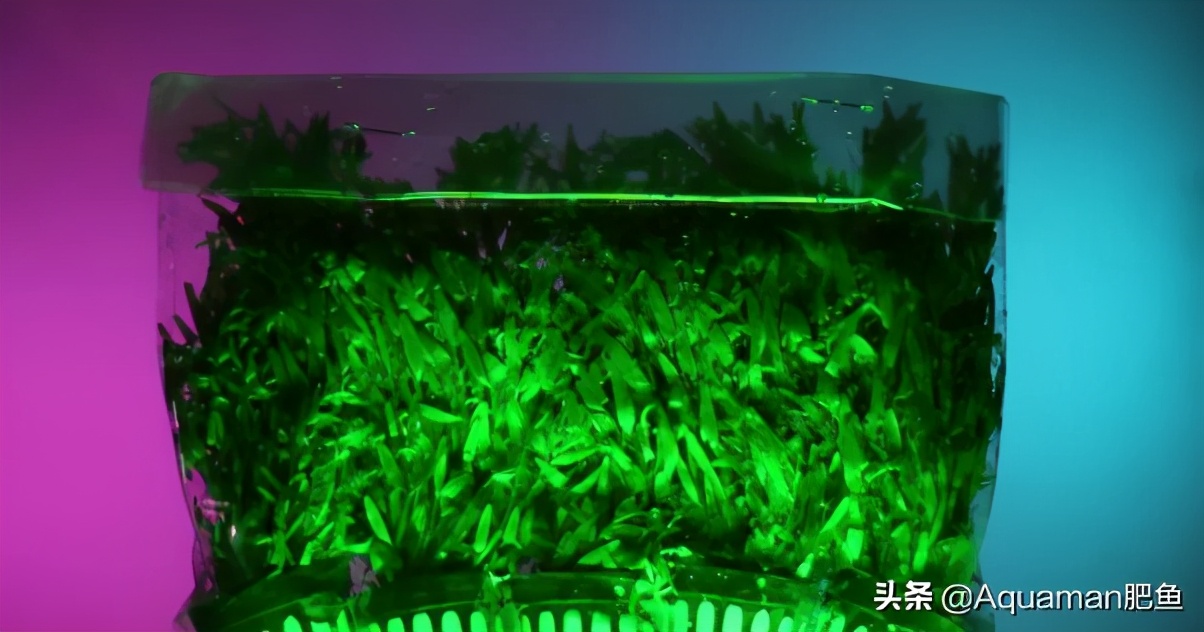 便宜又好养的水草推荐,好养又便宜的水草推荐