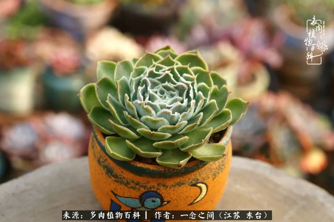 对多肉植物的爱心寄语,赏兰花感言