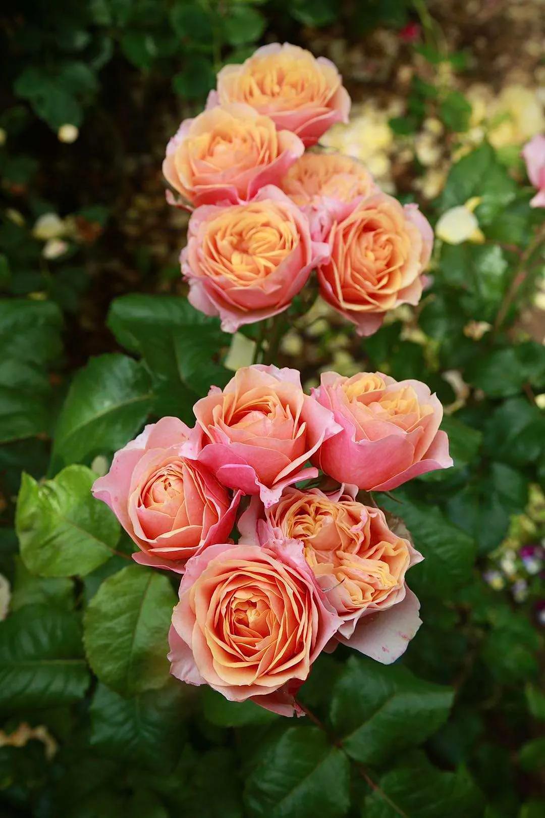 东北花园四季开花植物,北方一年四季都开花的花园