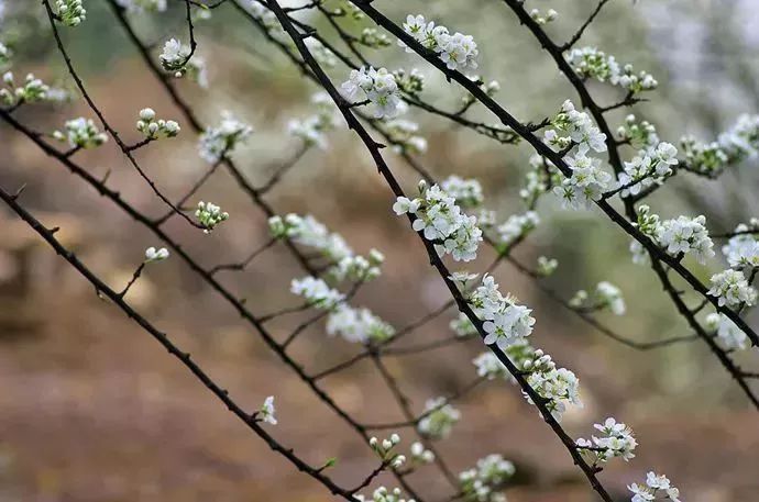 看到花的时候,不知是什么花?那就收下这份百花图谱