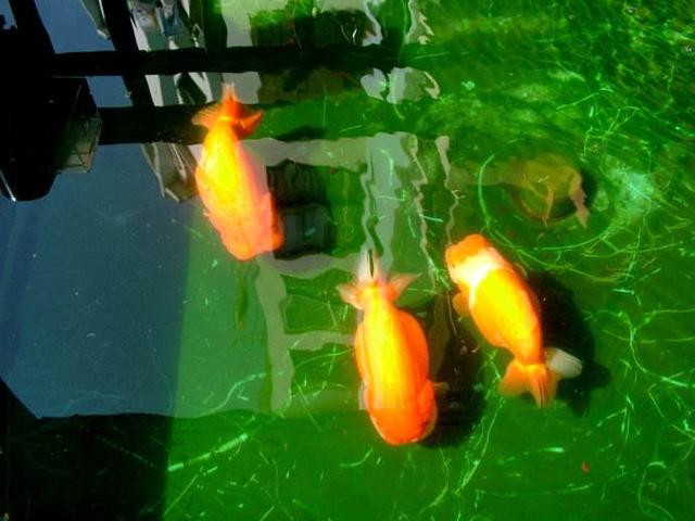 古法养鱼养什么金鱼,古法养鱼草金鱼入缸的正确方法