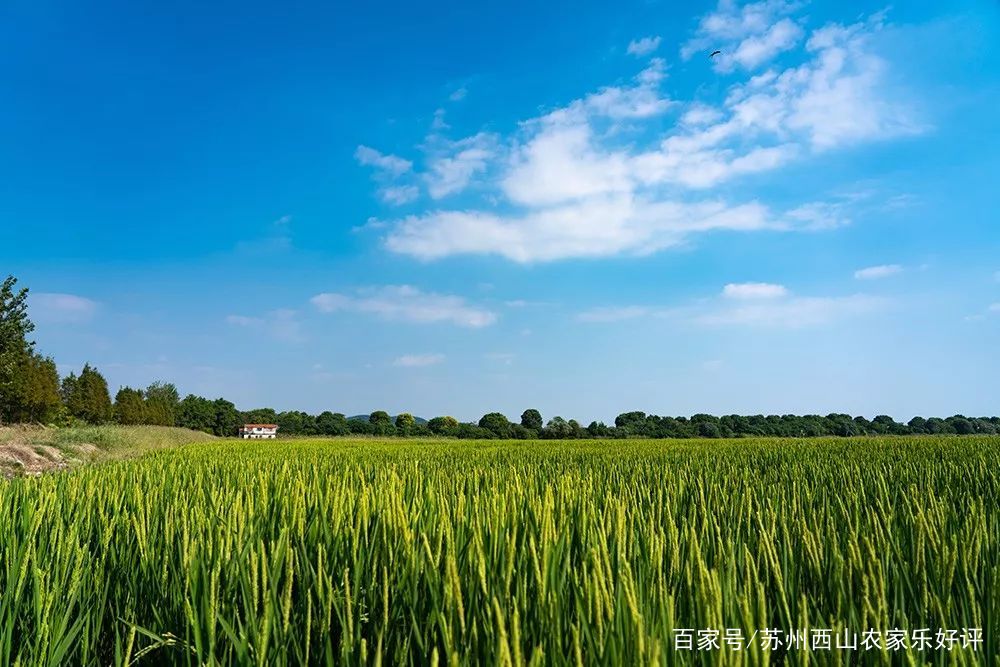 上海自驾游西山农家乐,上海农家乐旅游推荐