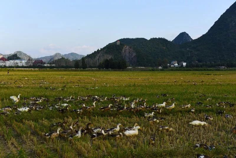 夜读|放鸭田野上，志在云天外