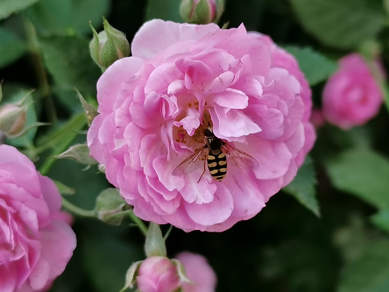 荣耀x10max和华为mate20x5g,荣耀x10测评对比华为畅享20