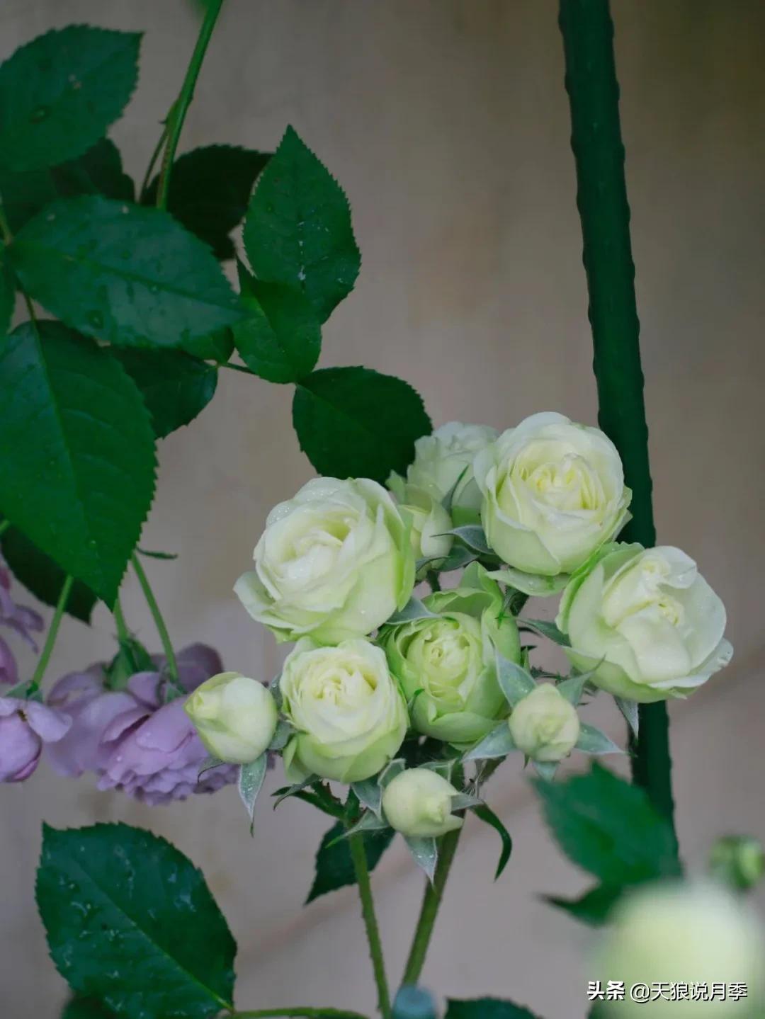 圆滚滚的绣球，瀑布般的花墙，这届花友也太会种花了吧