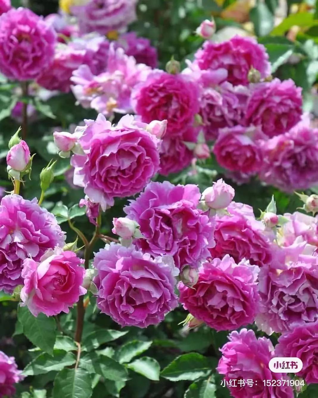 获得worldrose的12款月季品种,露台月季品种推荐