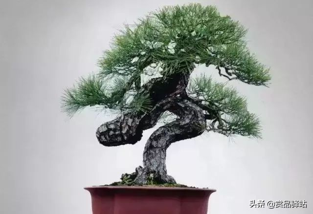 黑松盆景寓意 (黑松盆景风水)