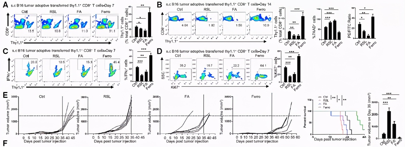 CD36介导铁死亡会抑制CD8+T细胞功能削弱其抗肿瘤