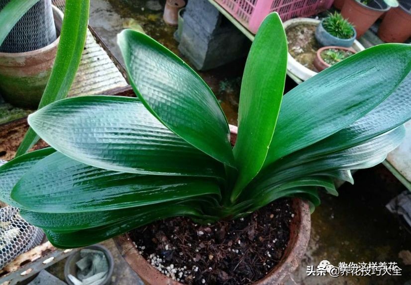 君子兰小白虫用什么家庭药处理,养了20多年的君子兰烂心了