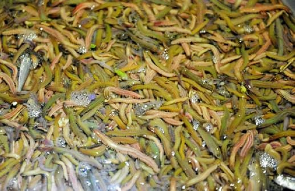 它是稻田里的害虫，一咬全是浆蒸鸡蛋最美味，只有广东人敢吃