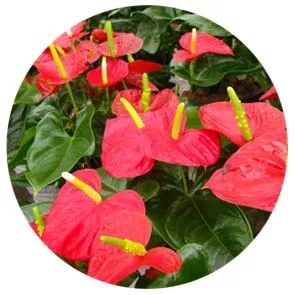 全部金木水火土五行五系植物介绍,五种植物代表五行